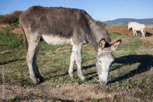 Two donkeys eating grass in a farm