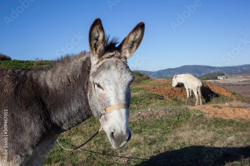 Two donkeys eating grass in a farm