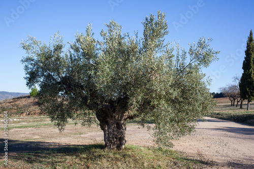 Olive trees with olives in countryside
