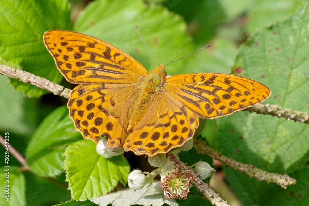 Obraz premium Schmetterling