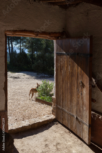 Beatifull villa in europe with a dog