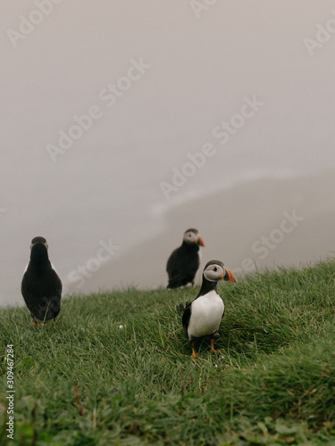 Puffins on the edge of a cliff in the North Atlantic photo