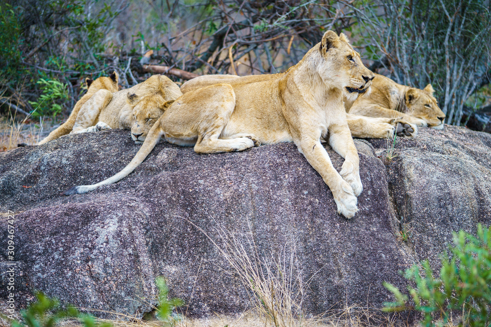lions posing on a rock in kruger national park, mpumalanga, south africa 56 lions posing on a rock in kruger national park, mpumalanga, south africa 56