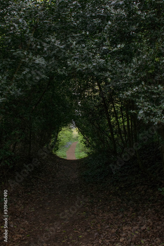 Walkpath through the trees in forest