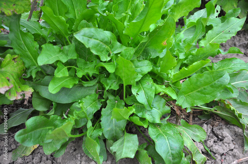 Wallpaper Mural In the open ground in the garden grows sorrel. Torontodigital.ca