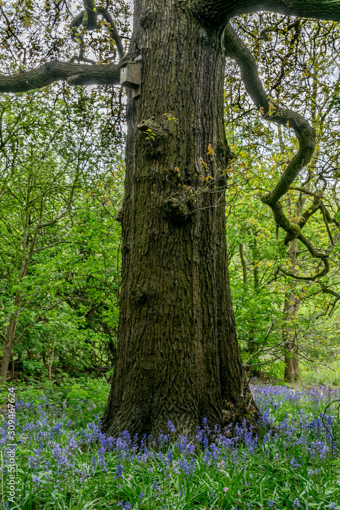 Fototapeta premium Single tree in the middle of Bluebell meadow in the forest