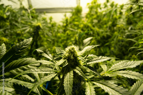 close-up of a tip of a marijuana flower on a medicinal cannabis farm