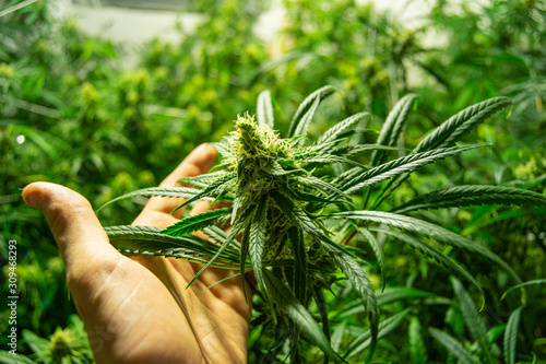 Hand of young man holding cannabis at medical marijuana farm