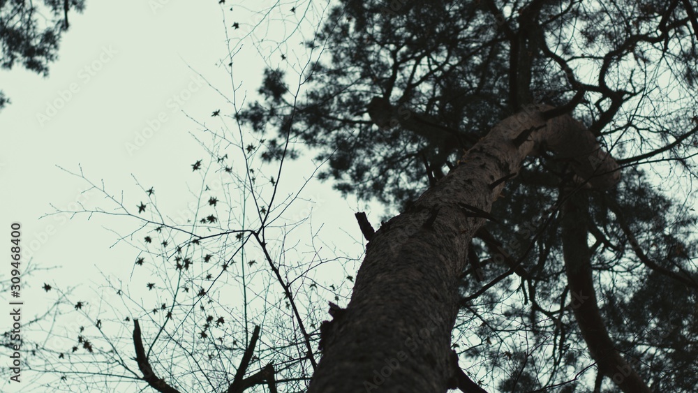 Fototapeta premium autumn forest from bottom with tree branches in a dark mood