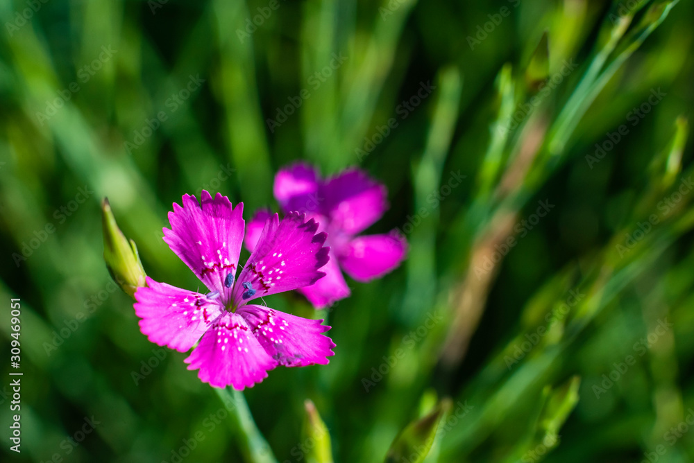 little purple flower on a meadow, macro photo, a nice little flower, a purple blossom little purple flower on a meadow, macro photo, a nice little flower, a purple blossom
