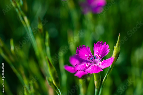 little purple flower on a meadow, macro photo, a nice little flower, a purple blossom