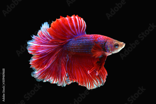 Cuadro en lienzo siamese fighting fish isolated black background