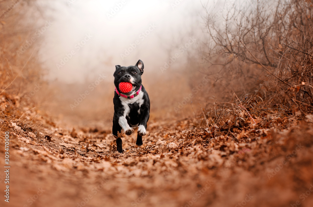 staffordshire bull terrier beautiful portrait magical autumn cute dog fun walk