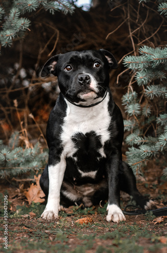 staffordshire bull terrier beautiful portrait magic autumn photo shoot cute dog