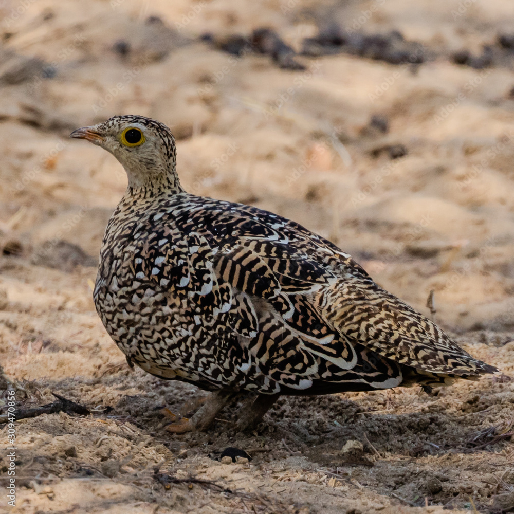 Double-banded Sandgrouse in the Kavango Region of Namibia Double-banded Sandgrouse in the Kavango Region of Namibia