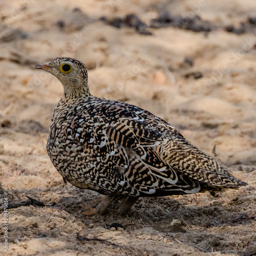 Double-banded Sandgrouse in the Kavango Region of Namibia
