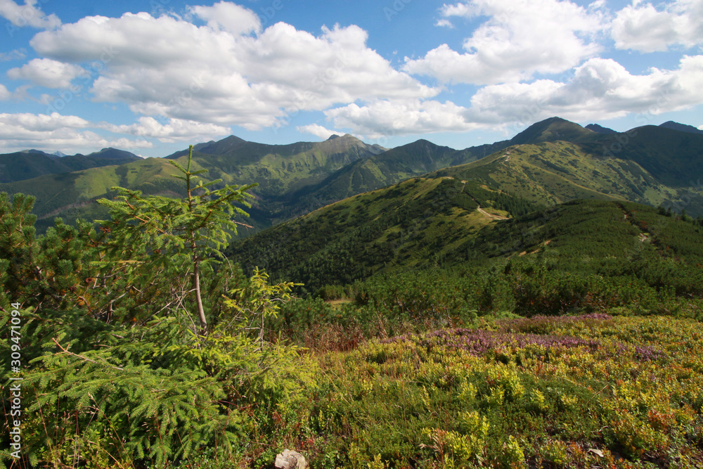 Subalpine zone in Western Tatra Mountains, Poland