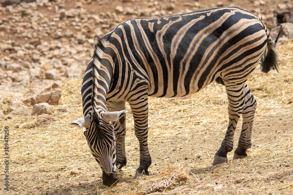 Zebra eating in steppe with bird on backin Aitana Safari park in Alicante, Comunidad Valenciana, Spain. Zebra eating in steppe with bird on backin Aitana Safari park in Alicante, Comunidad Valenciana, Spain.
