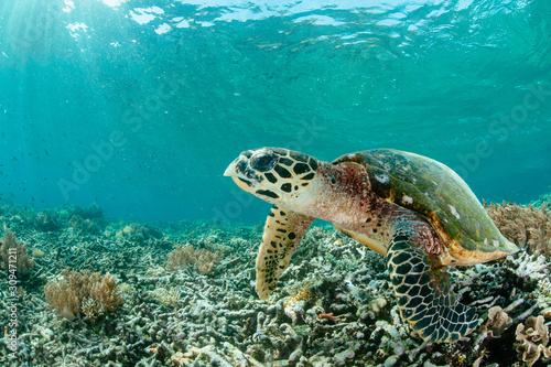 Hawkesbill turtle resting. photo