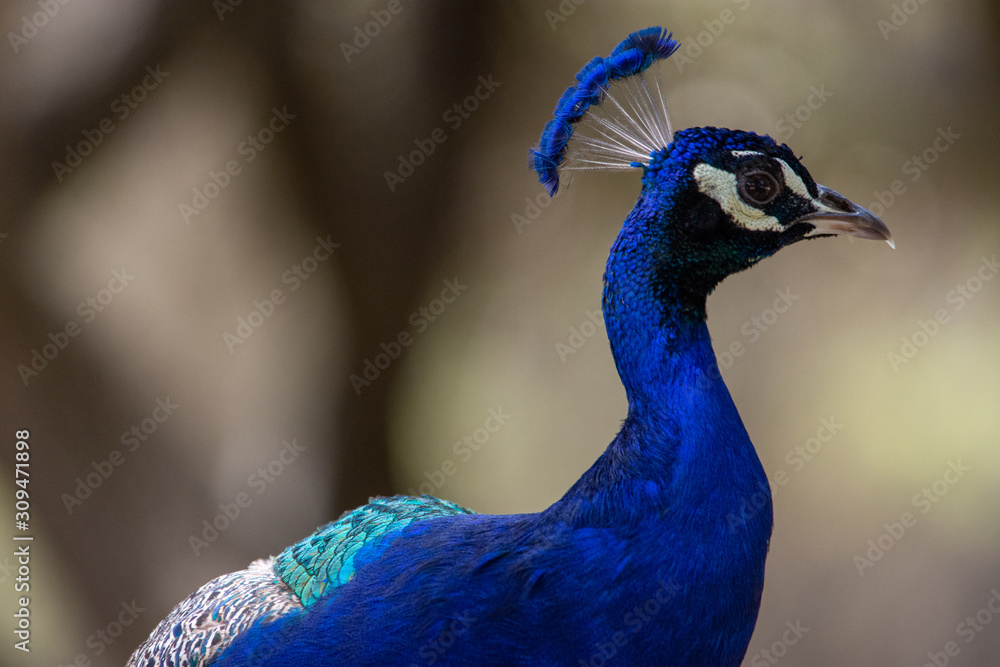 Portrait of beautiful peacock with feathers outin Aitana Safari park in Alicante, Comunidad Valenciana, Spain.