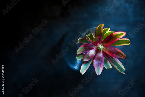 The beautiful colours of the plant leucodendron