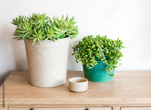 Potted plants for the home. photo