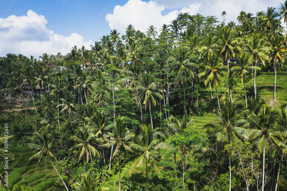 Landscape view of green rice terraces full of palm trees. Landscape view of green rice terraces full of palm trees.