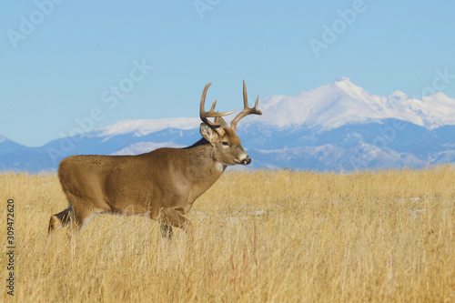 Whitetail Deer - an environmental portrait of a buck against a backdrop of the Rocky Mountains (not photoshopped) © tomreichner