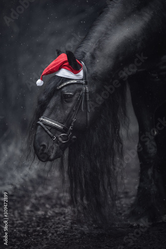 close portrait of christmas friesian stallion horse with long mane in red cap with bridle in forest during snowfall in winter