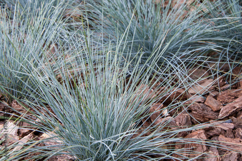 Fescue blue or gray grows among the fine bark of a coniferous tree.