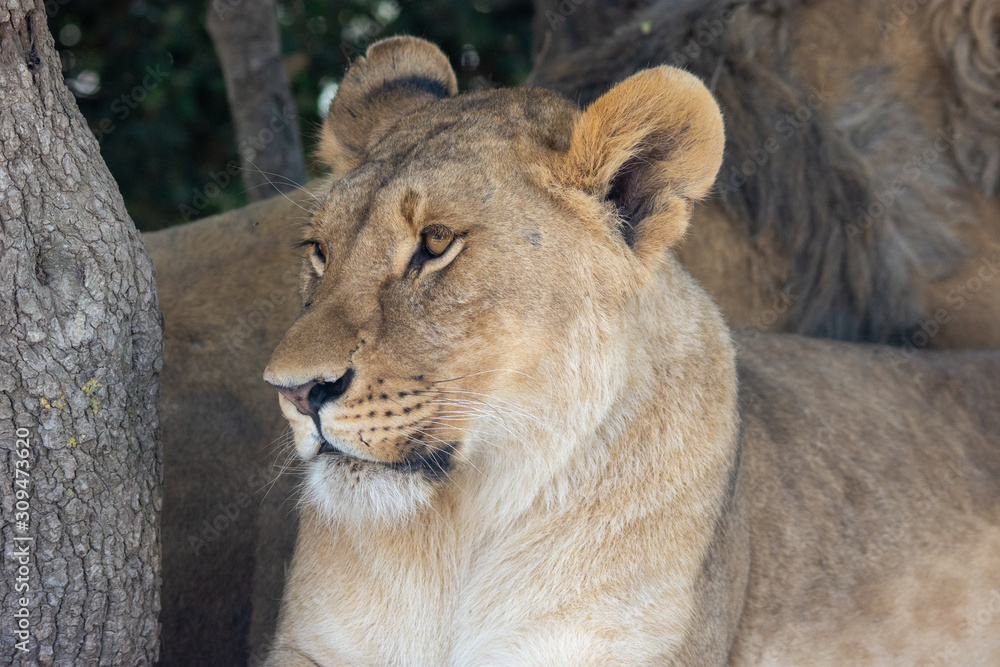 Lions in Aitana Safari park in Alicante, Comunidad Valenciana, Spain. Lions in Aitana Safari park in Alicante, Comunidad Valenciana, Spain.