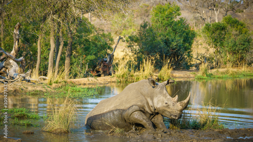 white rhino at a pond in kruger national park, mpumalanga, south africa 47