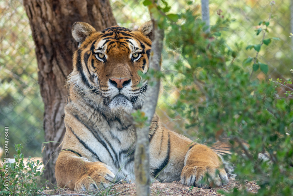 Tiger in Aitana Safari park in Alicante, Comunidad Valenciana, Spain. Tiger in Aitana Safari park in Alicante, Comunidad Valenciana, Spain.