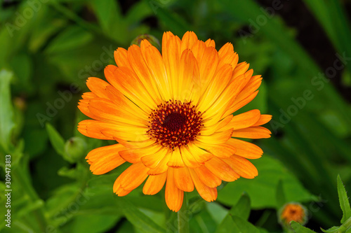 Marigold  bright orange flower