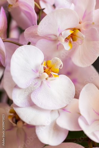 Phalaenopsis Moth Orchid Flowers photo