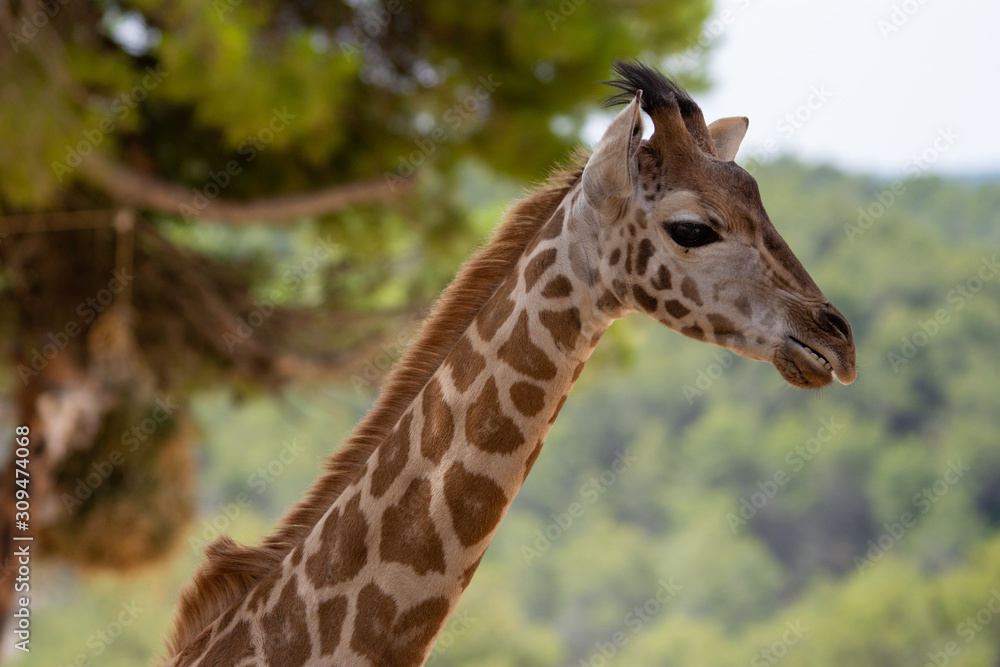 Giraffe in Aitana Safari park in Alicante, Comunidad Valenciana, Spain.