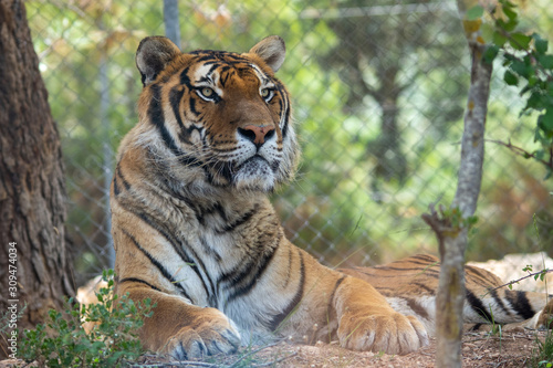 Tiger in Aitana Safari park in Alicante  Comunidad Valenciana  Spain.