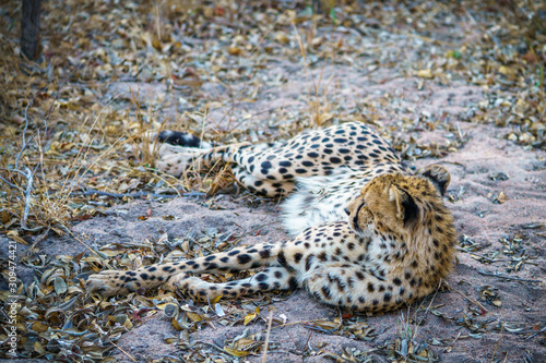cheetah in kruger national park, mpumalanga, south africa