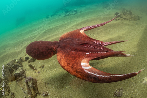 giant octopus dofleini in the water column