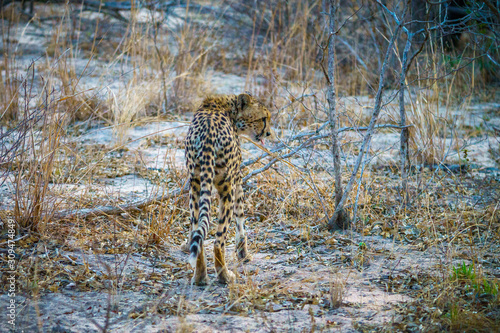 cheetah in kruger national park, mpumalanga, south africa