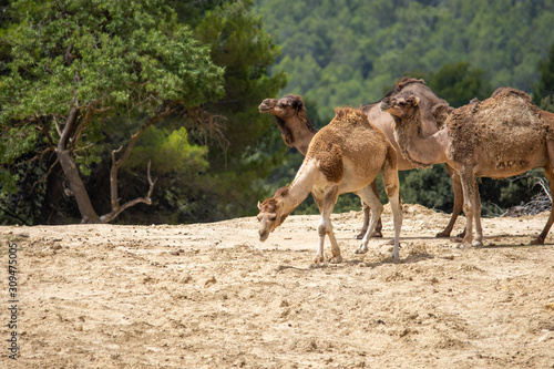 Camels in Aitana Safari park in Alicante  Comunidad Valenciana  Spain.
