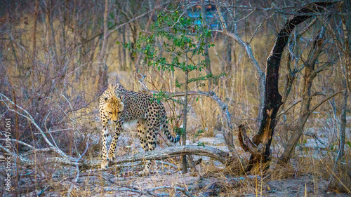 cheetah in kruger national park, mpumalanga, south africa