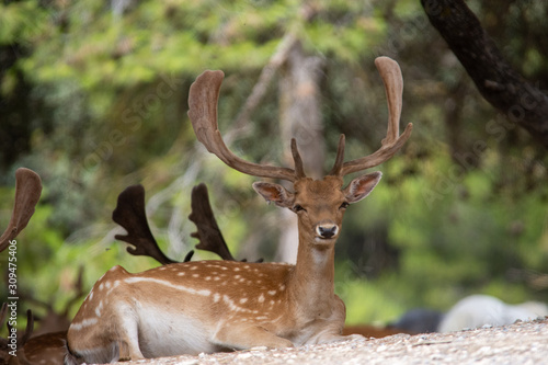 Deer in Aitana Safari park in Alicante, Comunidad Valenciana, Spain. © Santiago Vigo