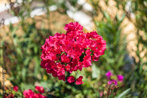 Red Bougainvillea Flower. Close-up image of bougainvillea flower. Suitable fo...