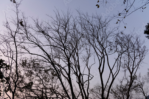 a low-angle shot on silhouette of tree branches in the sunset sky