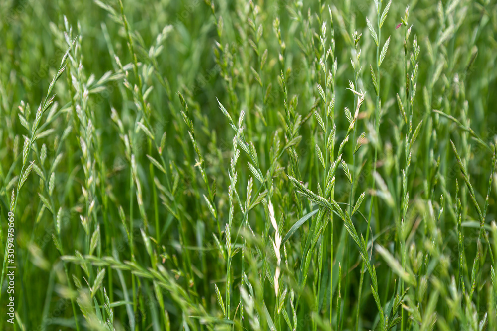 Perennial ryegrass (Lolium perenne L.) Perennial ryegrass (Lolium perenne L.)