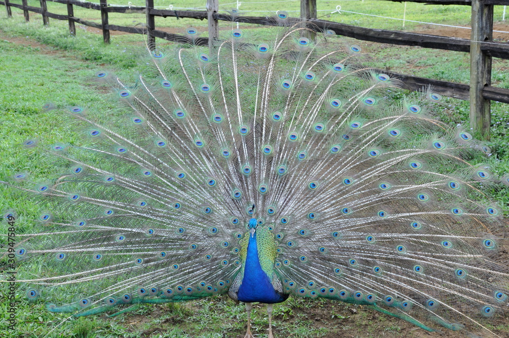 Obraz premium peacock with feathers out