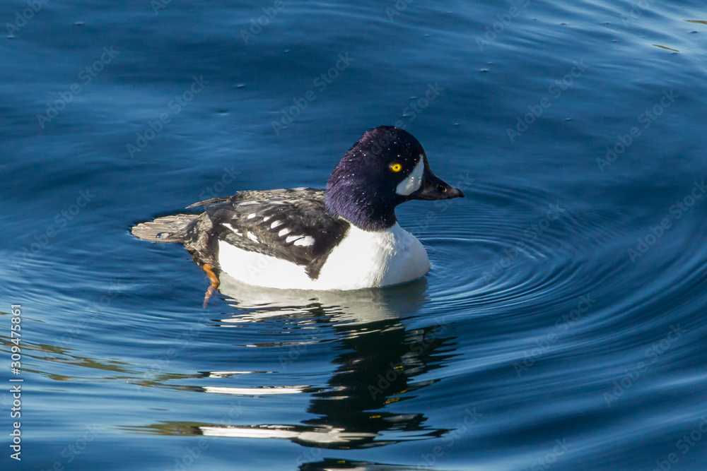 Barrow's goldeneye swimming in rich blue water. Barrow's goldeneye swimming in rich blue water.