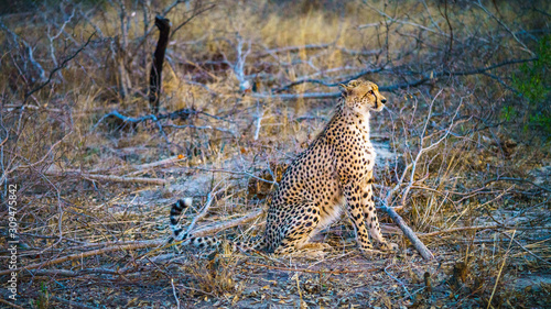 cheetah in kruger national park, mpumalanga, south africa