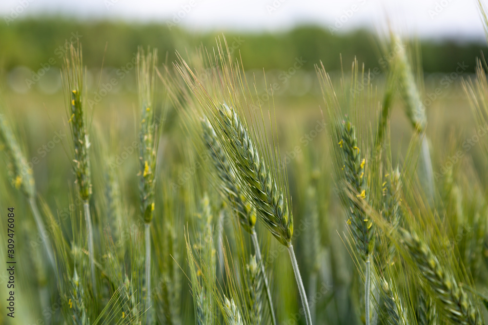 Fototapeta premium field of wheat